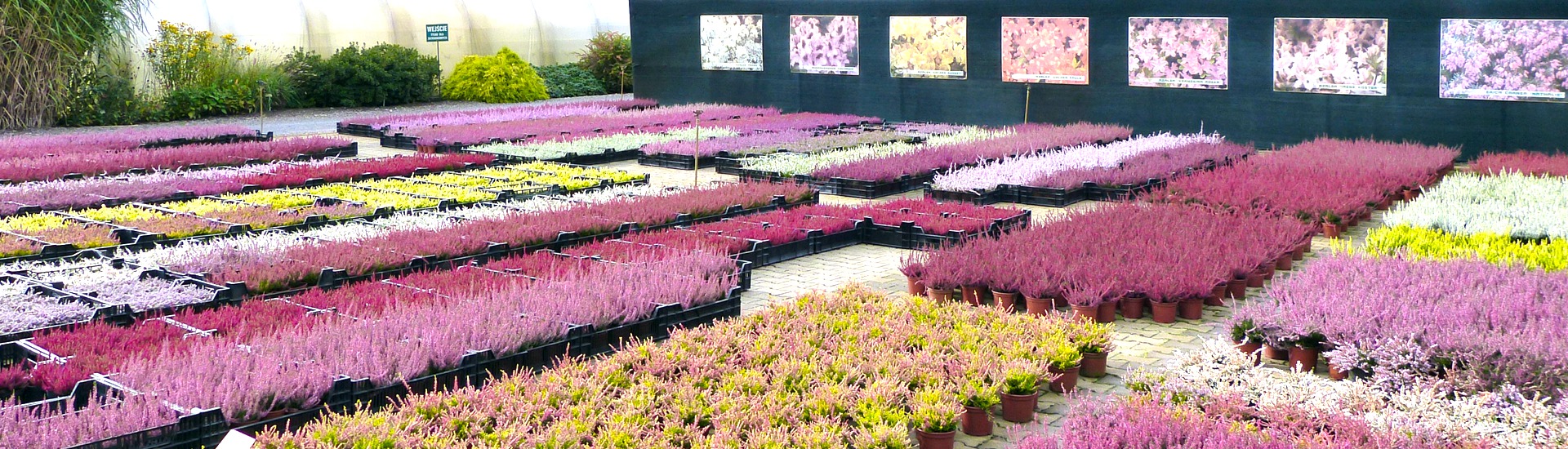 Viržių augalų darželis Japonijos azalijų augalų sodinukų gamintoja Lenkija