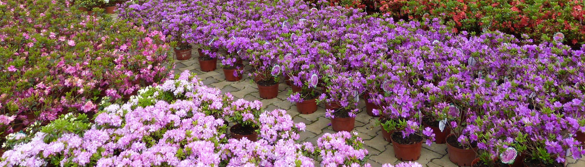 Viržių augalų darželis Japonijos azalijų augalų sodinukų gamintoja Lenkija